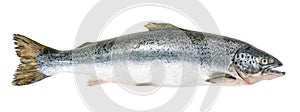 Salmon fish isolated on white without shadow