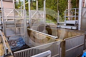 Salmon Fish Ladder