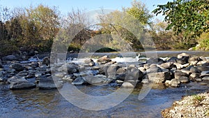 Salmon Fish Ladder in River in North America/Canada