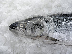 Salmon fish lying