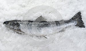 Salmon fish lying