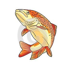 Salmon Fish Realistic Art Color Illustration Design