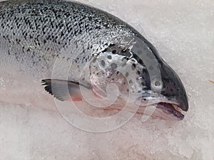 Salmon fish(Salmonidae), fresh and whole,  on crushed ice