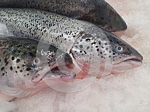 Salmon fish(Salmonidae), fresh and whole, isolated on crushed ice