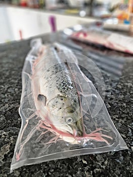 Salmon fish sealed in vacuum for food preparation