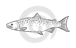 Salmon Fish Sketch Doodle