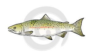 Salmon Fish Sketch Vector Illustration