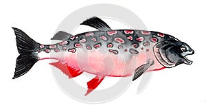 Salmon fish