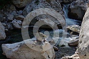 Salmon fisherman on the river Deva photo