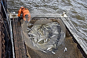 Salmon fishing season