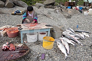 Salmon fishing season in Chukotka