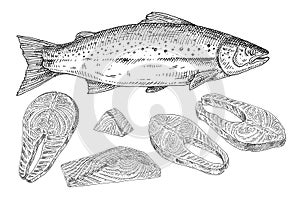 Salmon fresh fish whole and slices. Vintage engraving monochrome black illustration.