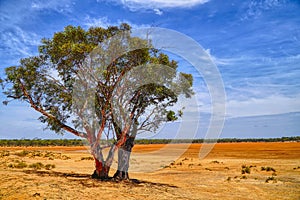 Salmon Gum trees or Eucalyptus salmonophloiafound in Western Aus