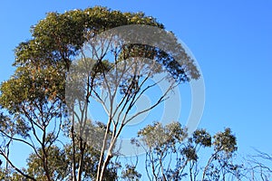 Salmon Gums with red bark