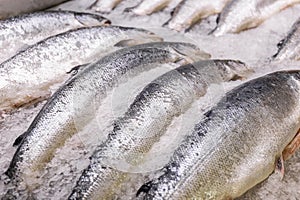 Salmon on ice on the counter of a fish store