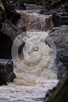 Salmon Jumping