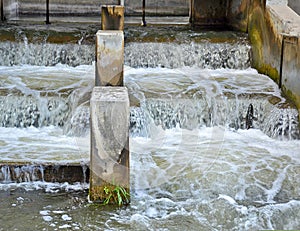 Salmon jumping fish ladder