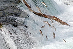 Salmon Jumping Over the Brooks Falls at Katmai National Park, Alaska