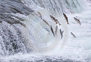 Salmon Jumping Up the Falls