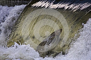 Salmon jumping up a waterfall
