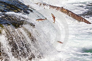 Salmon jumping upstream at Brooks Falls in Katmai, AK