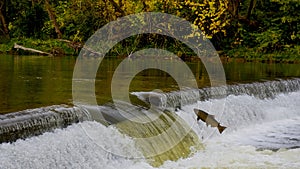 A salmon jumping upstream on a dam