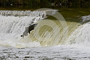 Salmon jumping upstream on a river dam