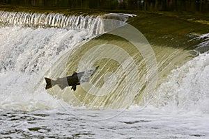 Salmon jumping upstream on a river dam