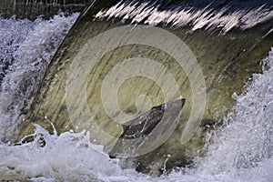 Salmon jumping through a waterfall