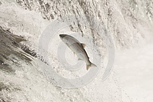 Salmon leaping Brooks Falls in white water