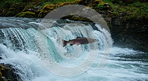 Salmon jumping waterfall