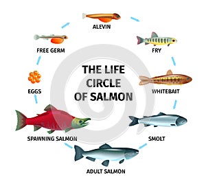 Salmon Life Circle Composition