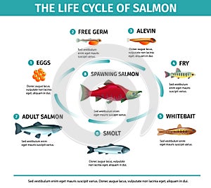 Salmon Life Cycle Infographics