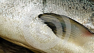 Salmon, macro, scales, fishing, ocean, salmon, chum, nerka, chatka, Alaska, Kamchatka, Sakhalin, Russia, America, Pacific, trout,