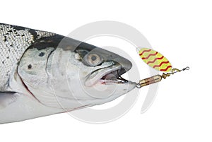 Salmon from metal bait