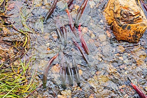 Salmon migration in Lake Tahoe