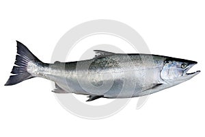 Salmon Oncorhynchus masou isolated on white background. photo