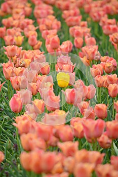 Salmon Pearl Tulips at Windmill Island Tulip Garden