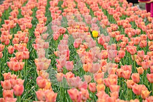 Salmon Pearl Tulips at Windmill Island Tulip Garden