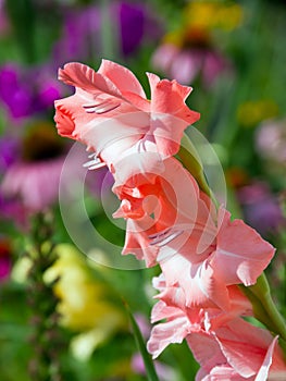 Salmon Pink Gladiolus Flower Spike