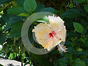 Salmon Pink Hibiscus Flower