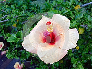 Salmon Pink Hibiscus Flower