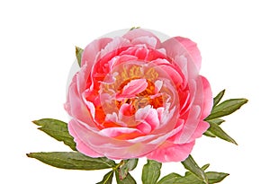 Salmon-pink peony flower, stem and leaves on white