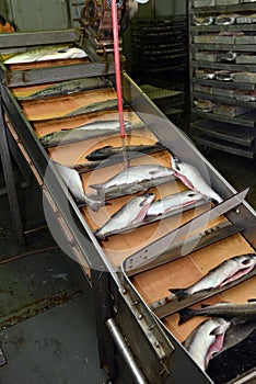 Salmon production line