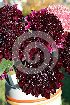 Salmon Queen Black Pompom Black Knight pincushion flower bouquet closeup