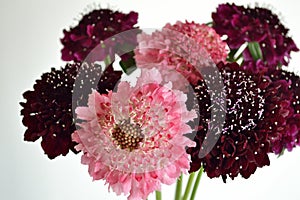 Salmon Queen Black Pompom Black Knight pincushion flower bouquet white background photo