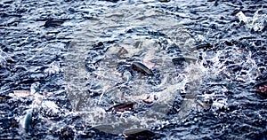 Salmon or rainbow trout goes on spawning in river of fish farm