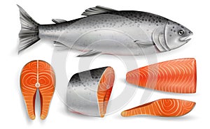 Salmon red fish, vector realistic isolated illustration