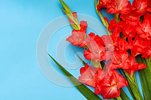 Salmon red Gladioli flowers on a light blue background