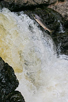 Salmon river jump
